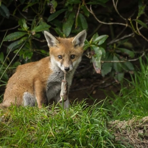 Redwell   12 05 2017   D3s (2 Of 3).jpg